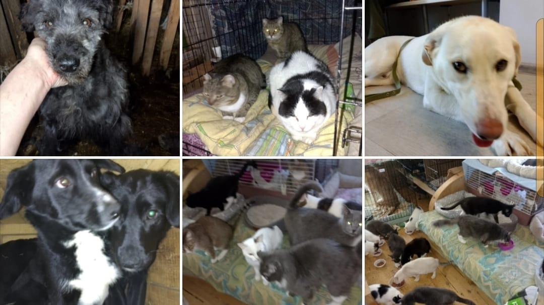 Создание бота в месенджере для проекта добромобиль