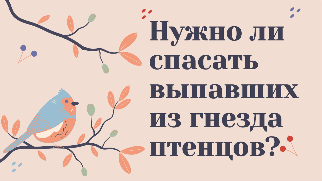 Социально-экологический проект в рамках защиты видового разнообразия птиц Москвы
