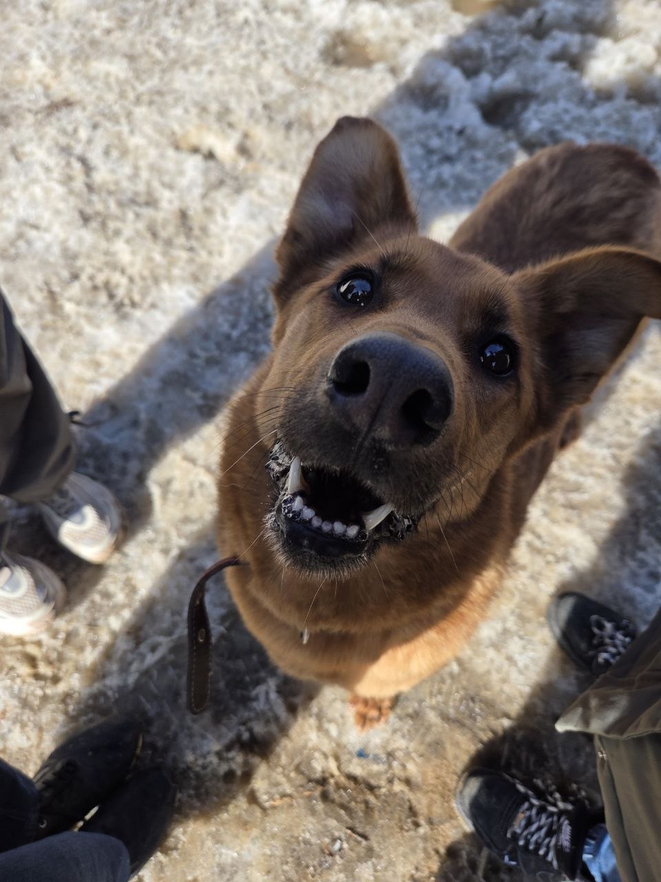Повышение уровня грамотности населения в вопросах социализации собак, содержащихся в приютах