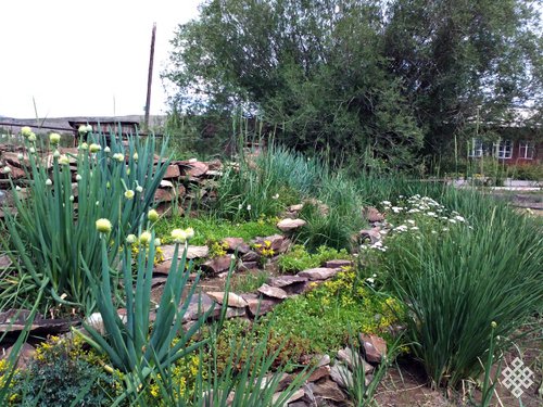 Интродуцированные растения Ботанического сада ТувГУ 