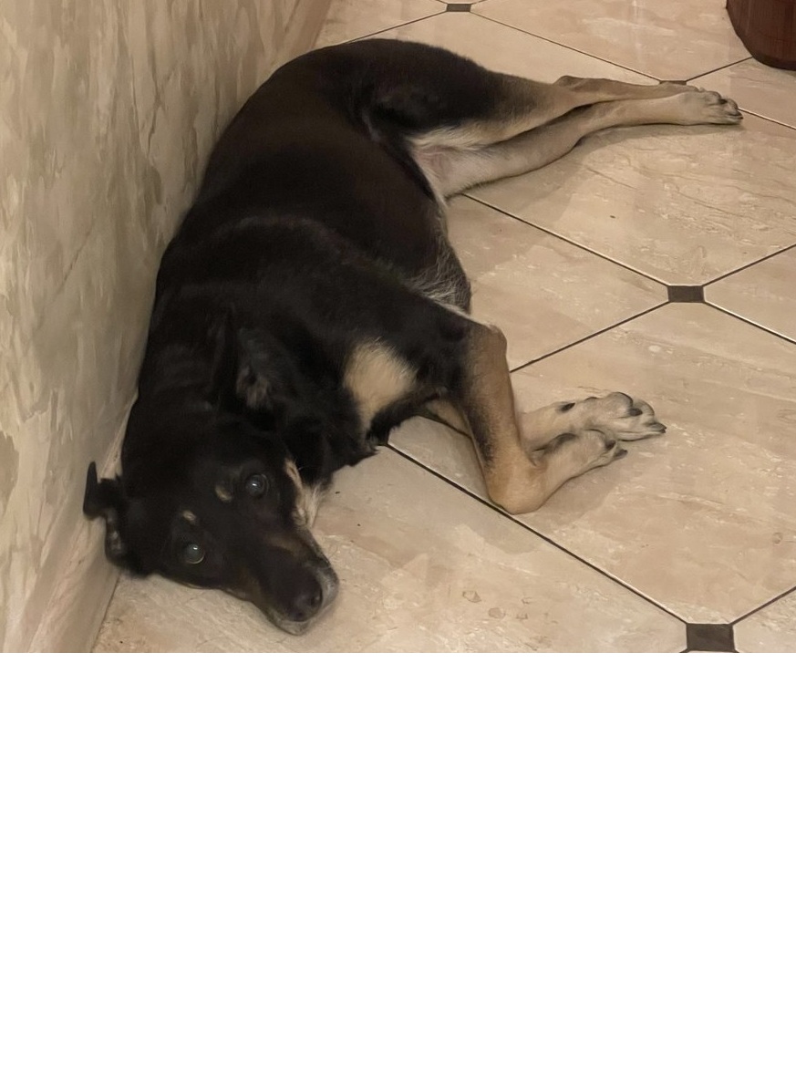 Социализация животных из приюта