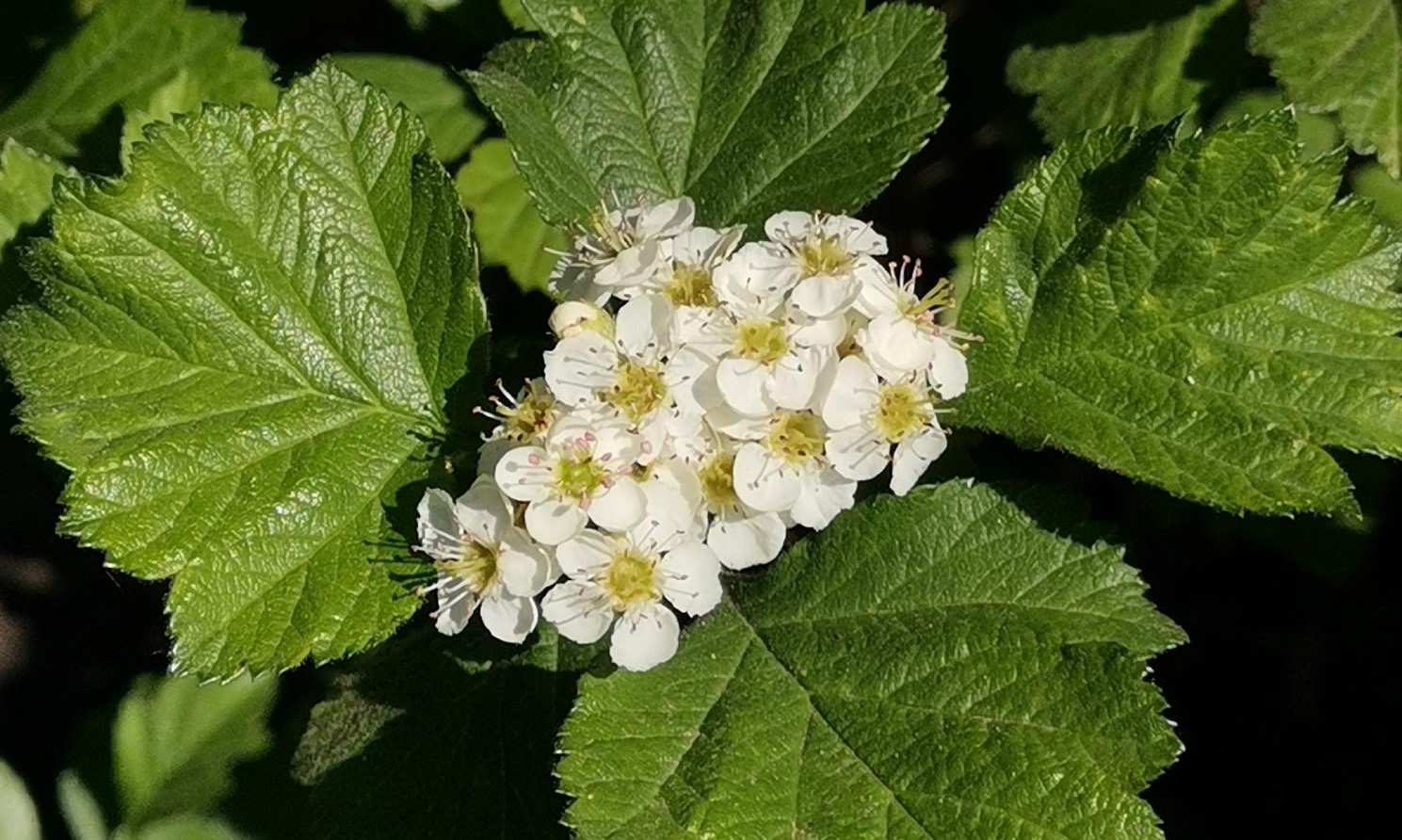 Древесный код Тувы